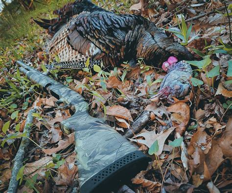 mudding gun Turkey|The Turkey Shotgun: What You Want in a Dedicated Gobbler Getter.